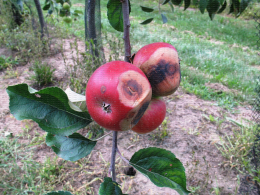 Colletotrichum (Apple bitter rot) en verger de pommiers